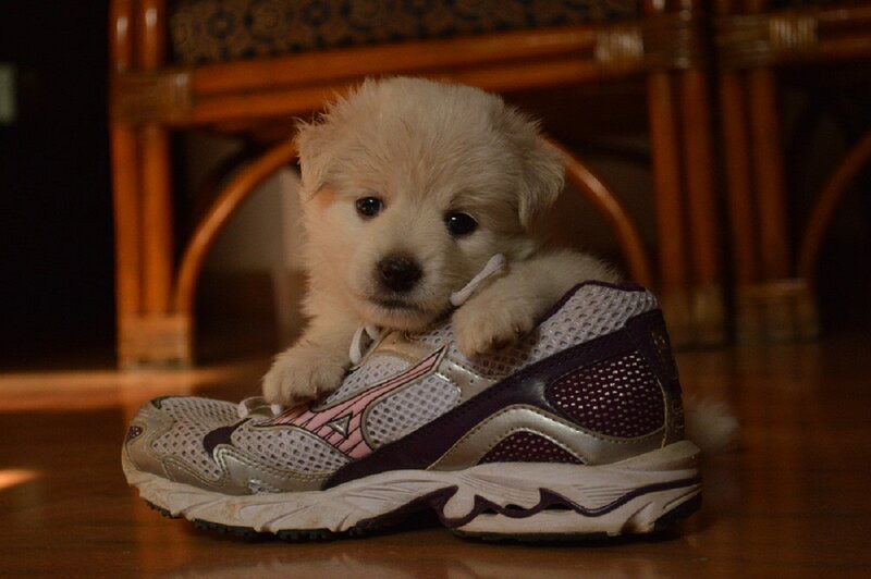 Puppy in Running Shoe