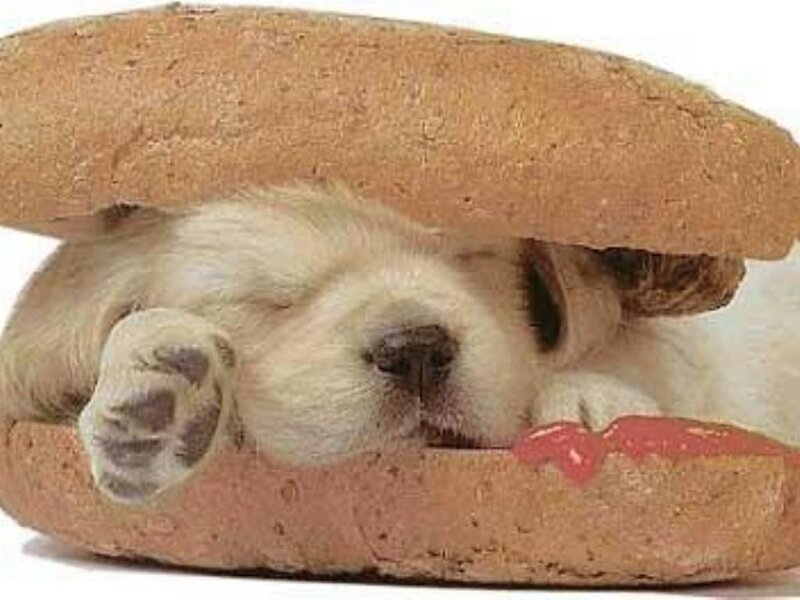 Puppy in Sandwich — Brown