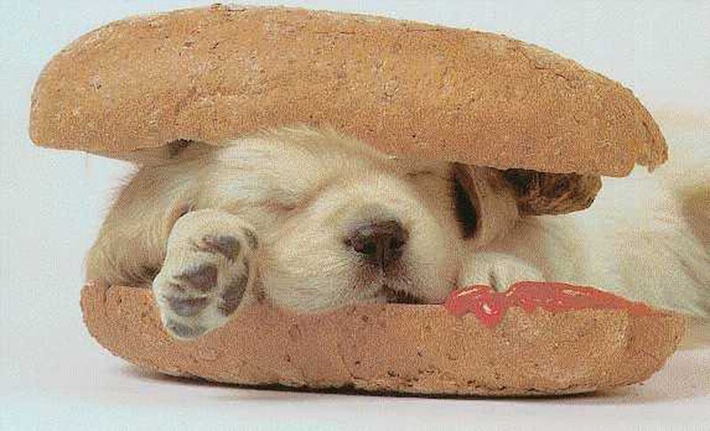 Puppy in Sandwich