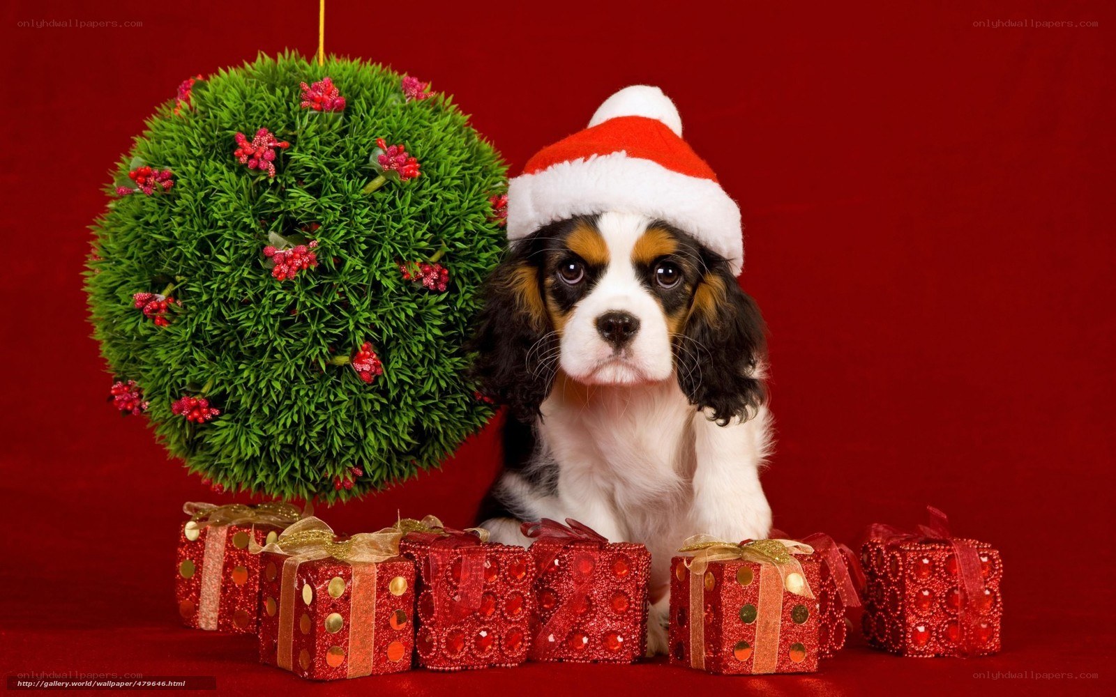 puppy in santa hat