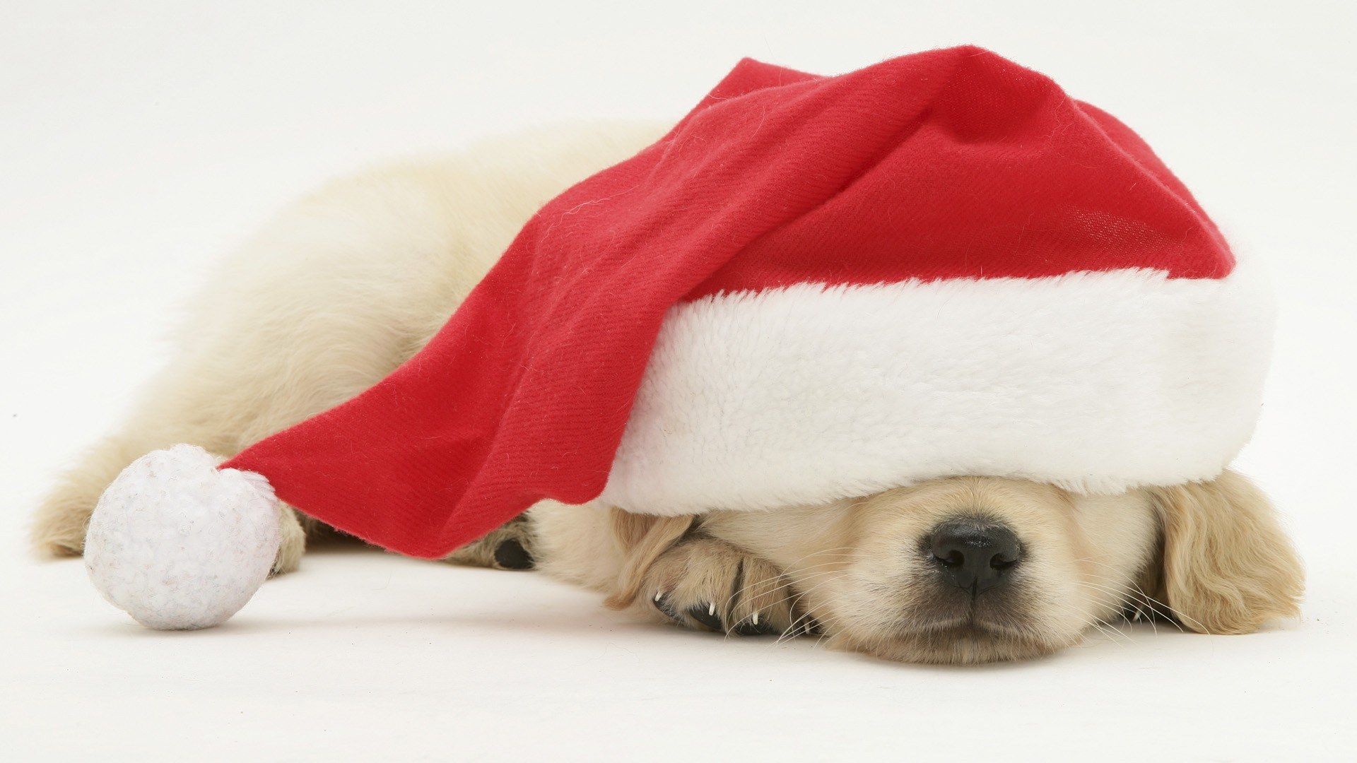 puppy in santa hat