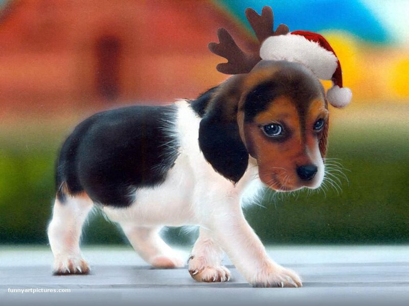 puppy in santa hat