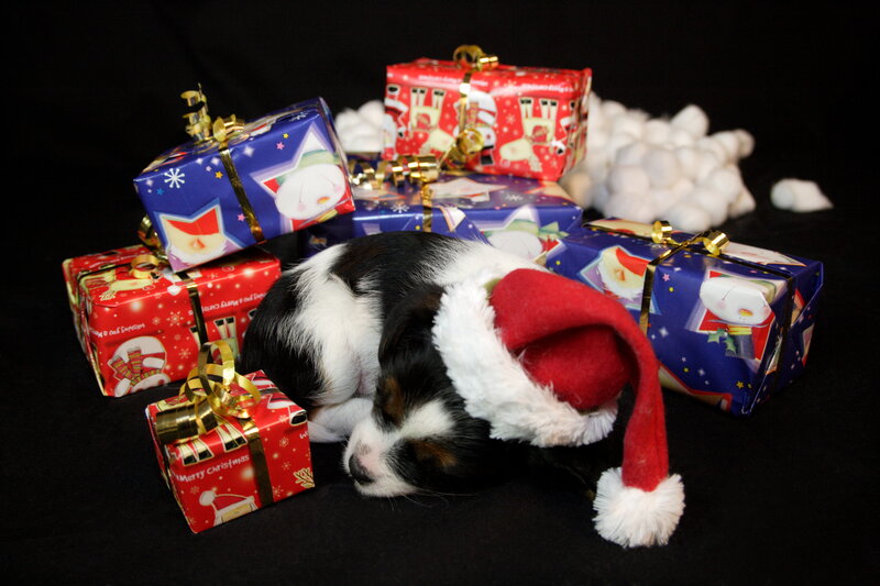 Puppy in Santa Hat — Black