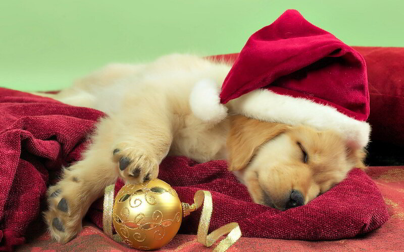 Puppy in Santa Hat — Red