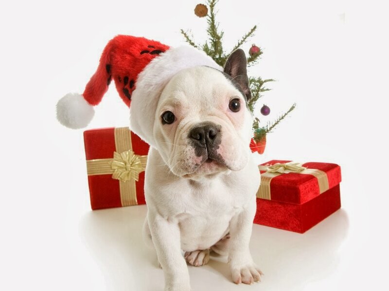 Puppy in Santa Hat — White