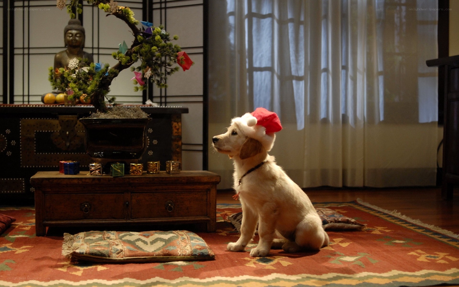 Puppy in Santa hat
