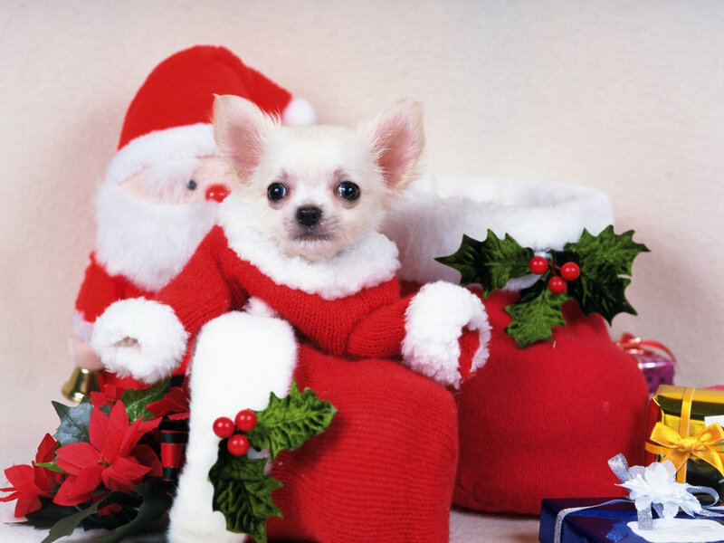 Puppy in Santa outfit
