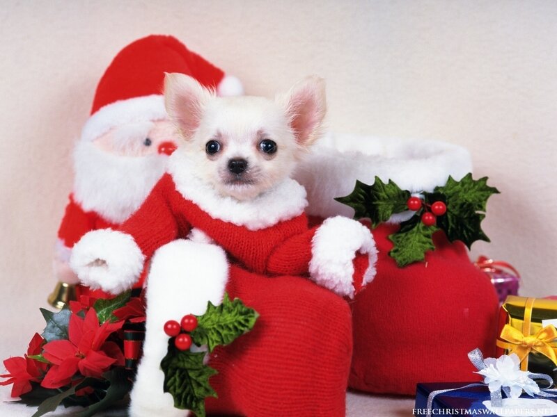Puppy in Santa outfit