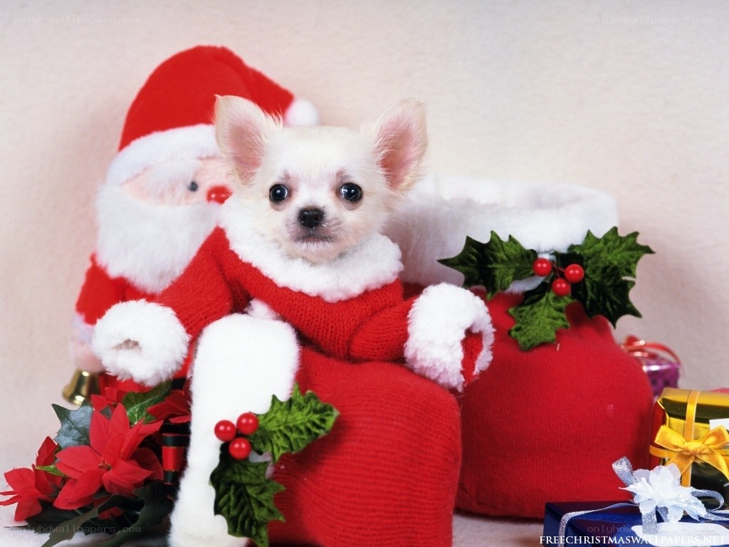 Puppy in Santa outfit
