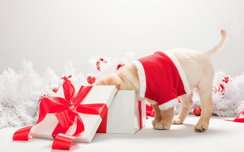 Puppy in Santa Outfit — Red, Festive