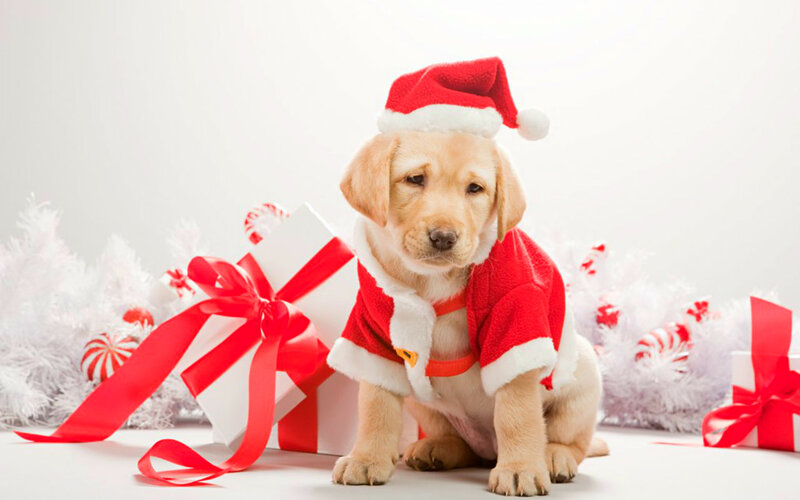 Puppy in Santa Outfit — Red