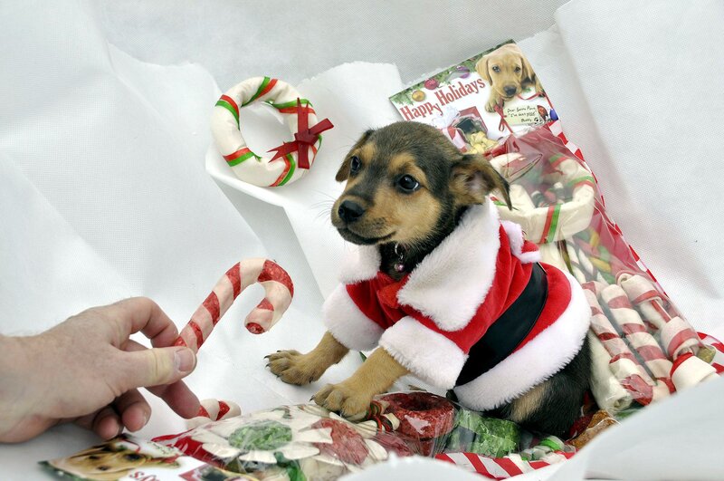 Puppy in Santa Outfit — White