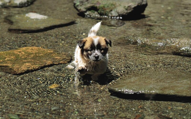 Puppy in Shallow Water