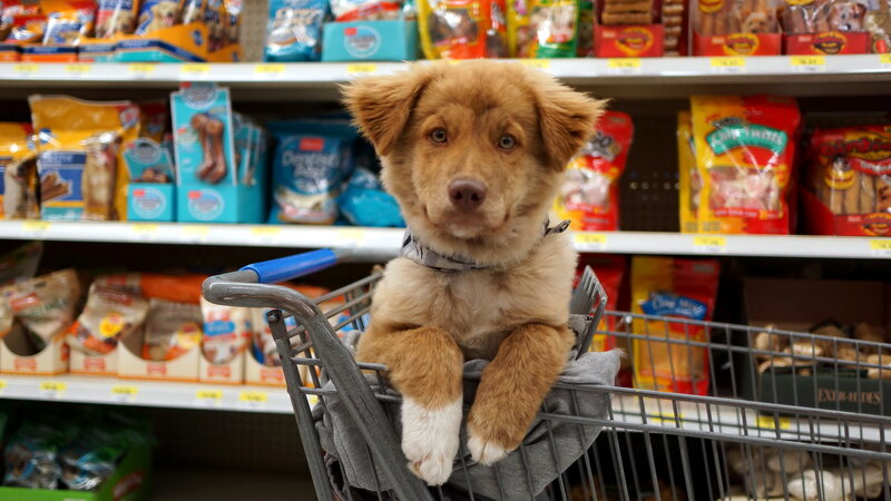 Puppy in Shopping Cart