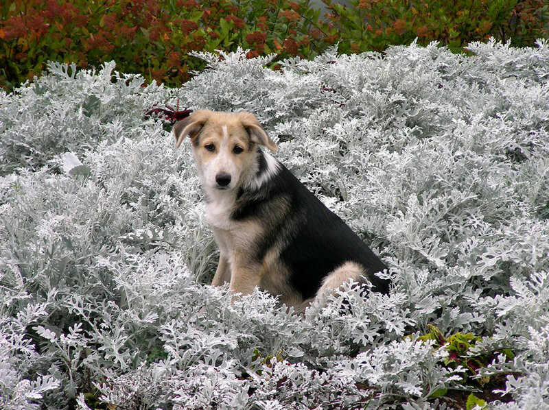 Puppy in Silver Foliage