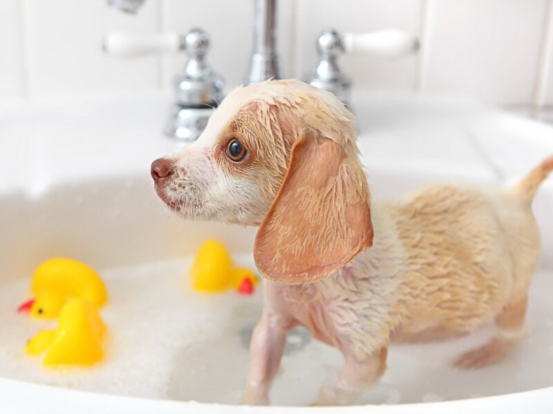 Puppy in Sink