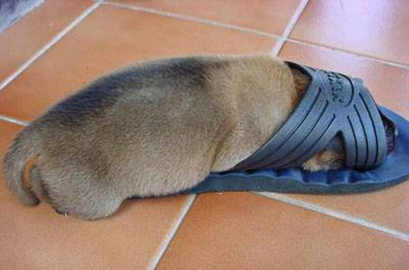 Puppy in Slipper — Brown