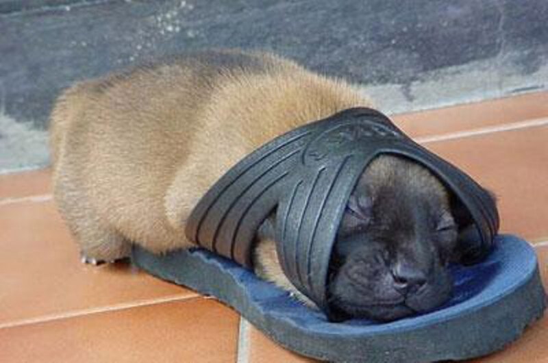 Puppy in Slipper