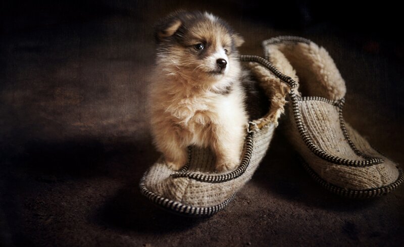 Puppy in Slippers