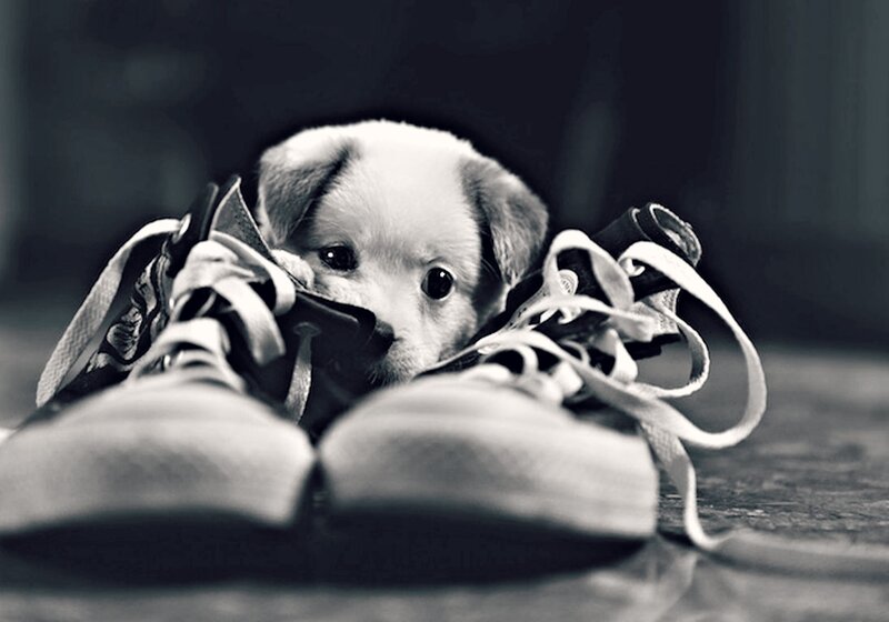 Puppy in Sneakers — Black