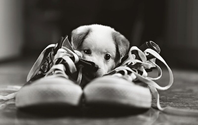 Puppy in Sneakers