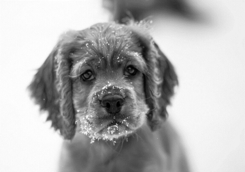Puppy in Snow — Black
