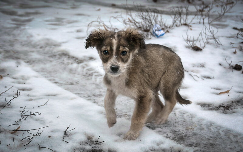 Puppy in Snow — Brown