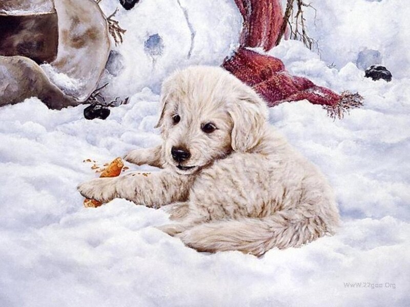 Puppy in Snow