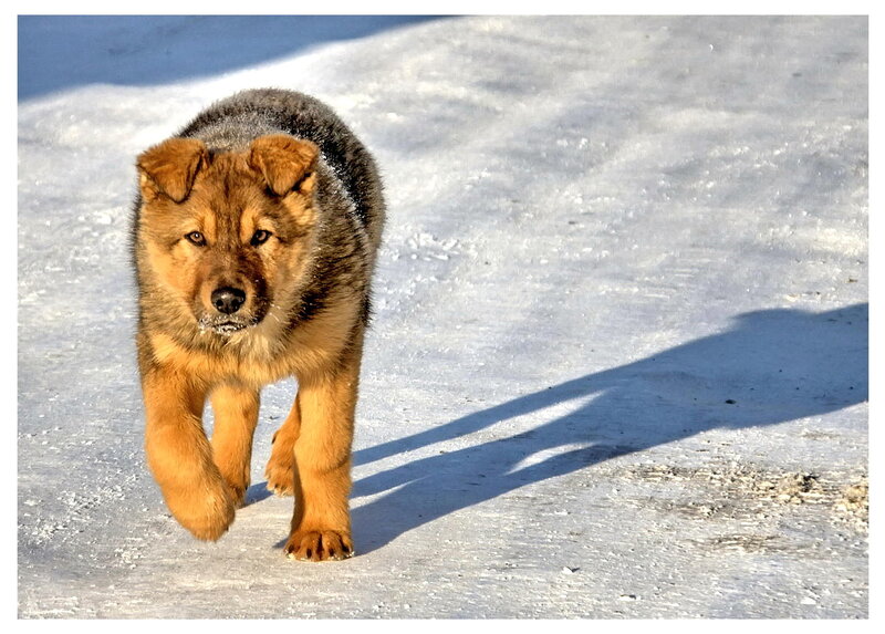 Puppy in Snow — White, Bright