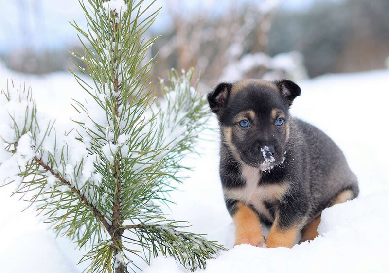 Puppy in Snow — White, Calm