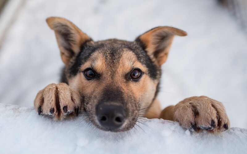 Puppy in Snow — White, Calm, Winter, Photograph