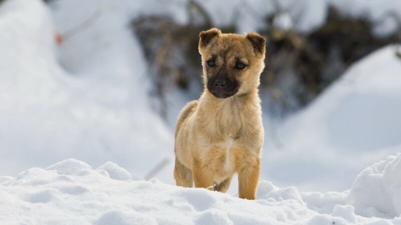 Puppy in Snow — White, Calm, Winter