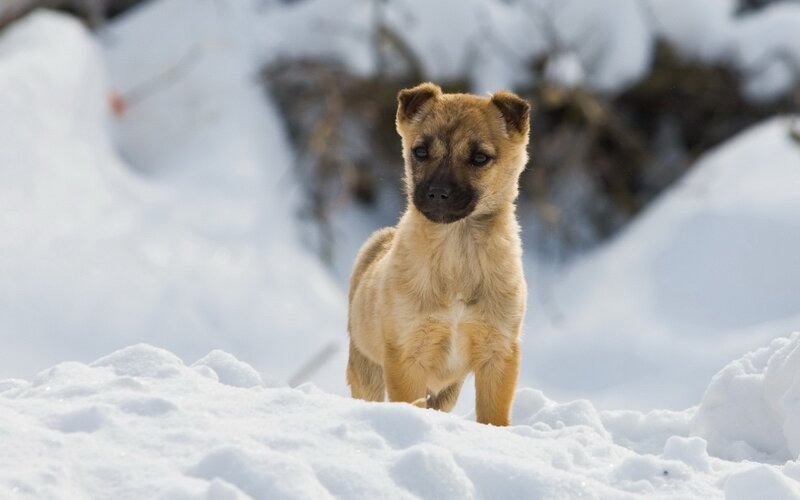 Puppy in Snow — White, Cold, Winter