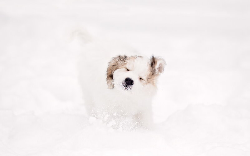 Puppy in Snow — White, Playful