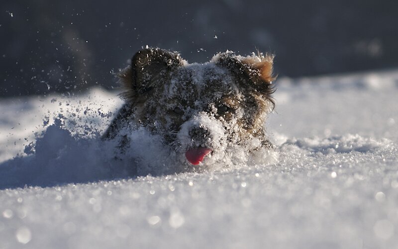 Puppy in Snow — White, Playful, Winter