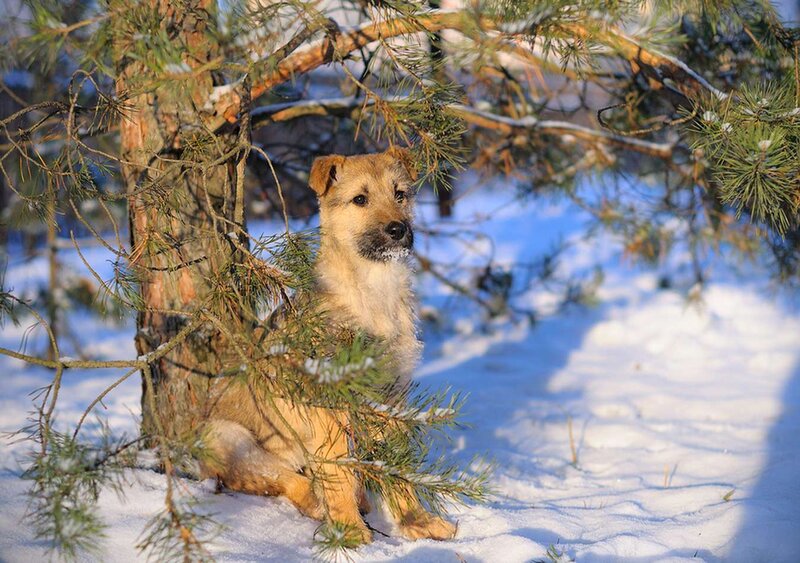 Puppy in Snow — White, Serene