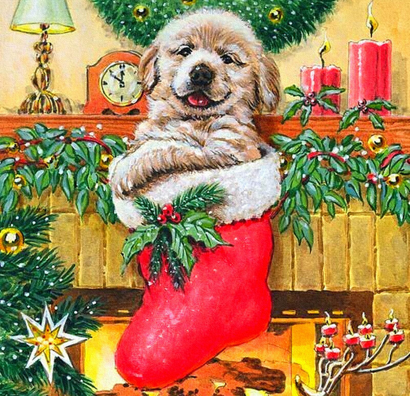 Puppy in Stocking