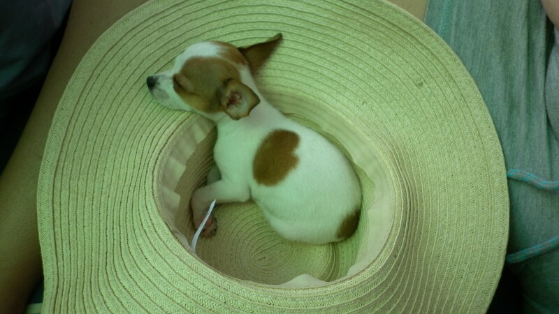 Puppy in Straw Hat