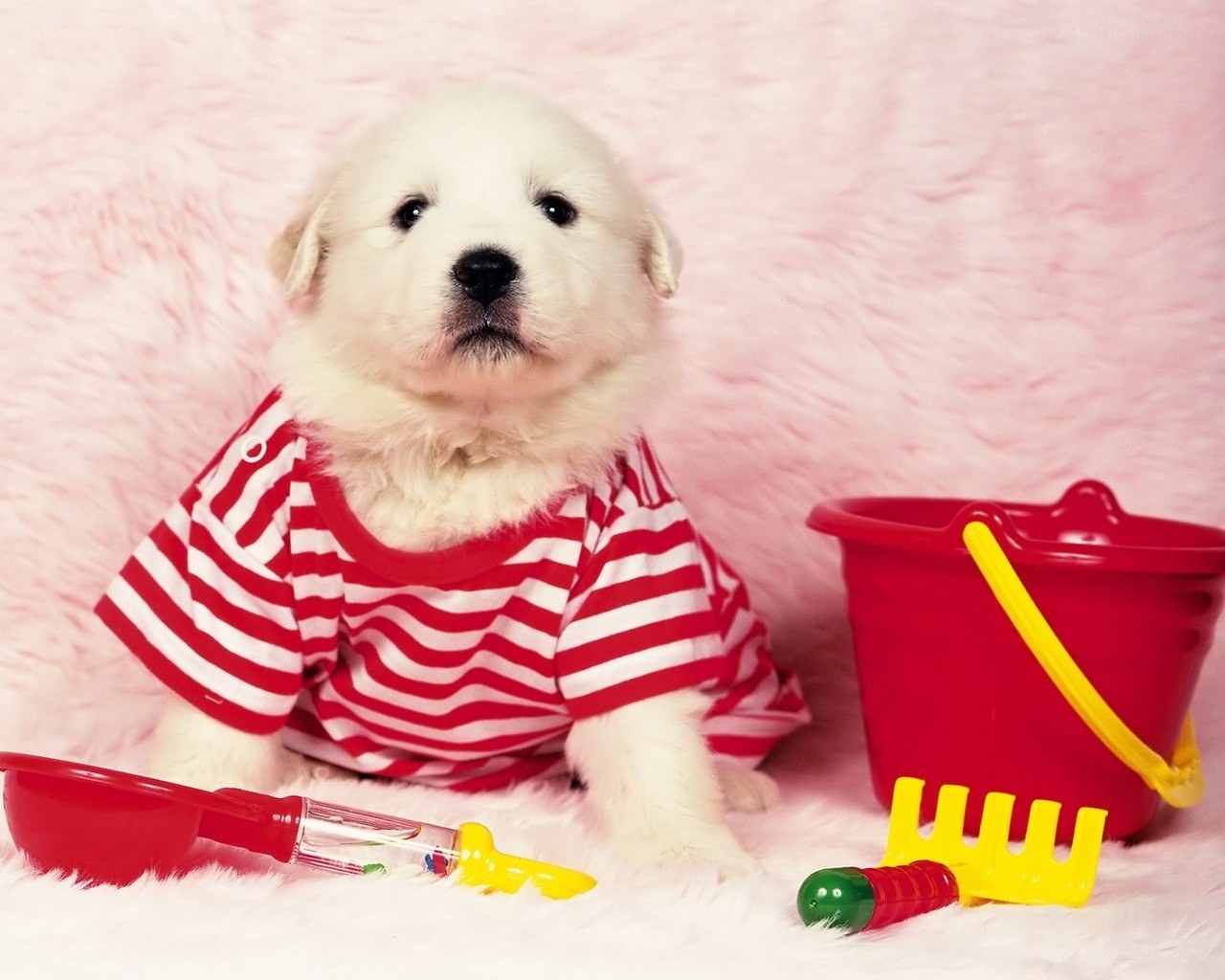 puppy in striped shirt