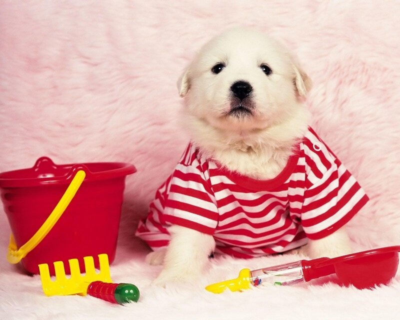 puppy in striped shirt