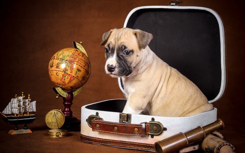 Puppy in Suitcase — Brown