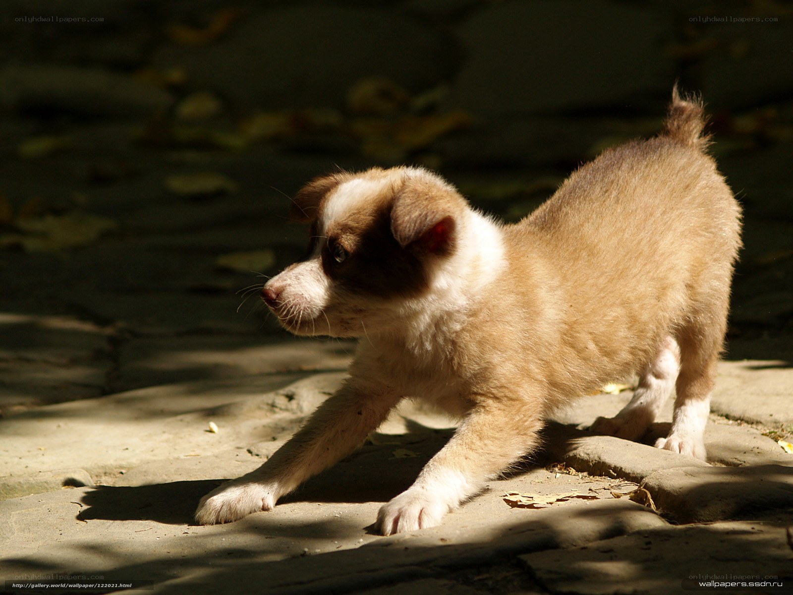 puppy in sunlight