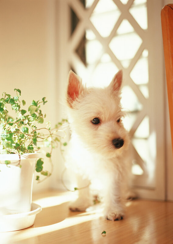 puppy in sunlit room
