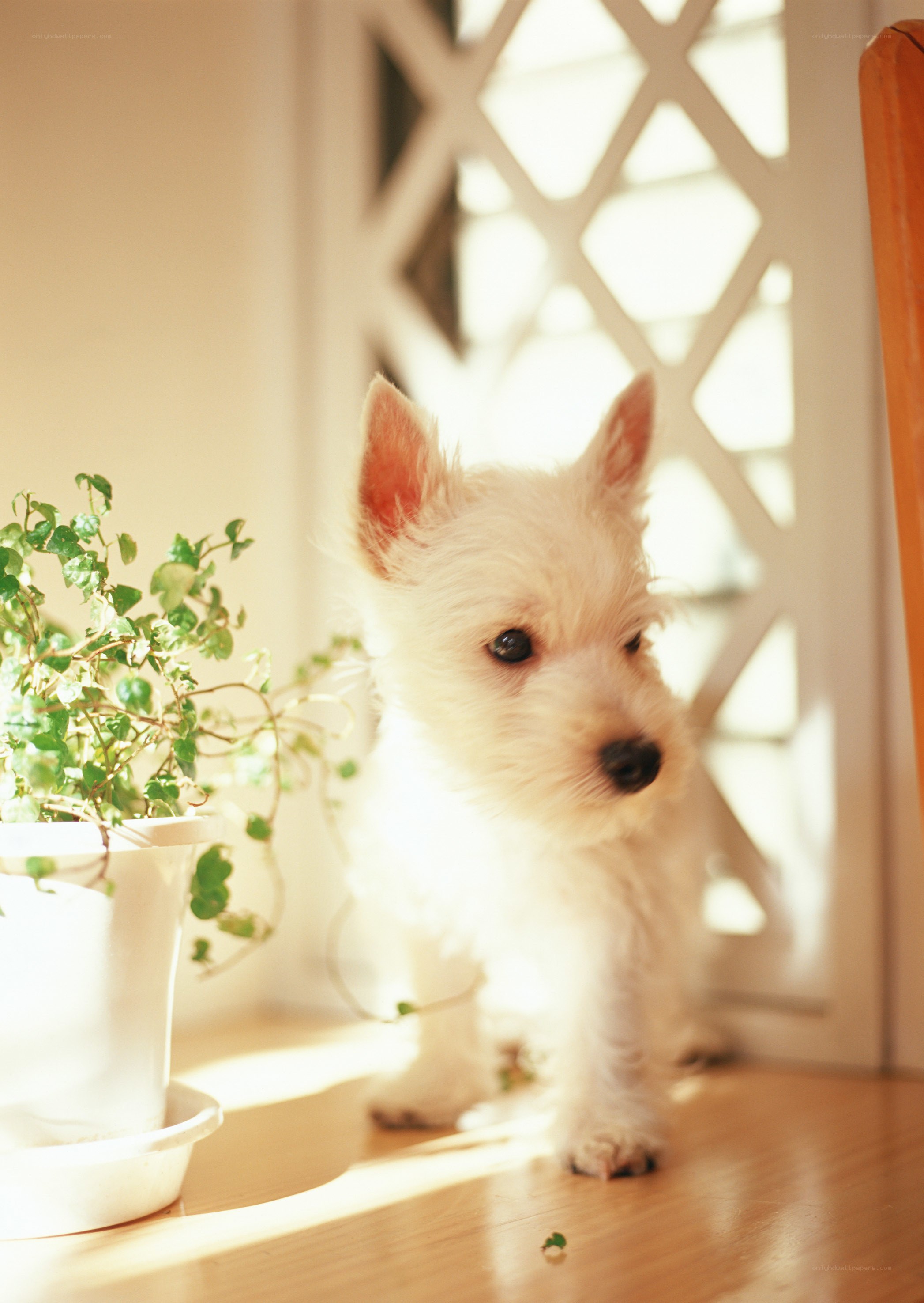 puppy in sunlit room
