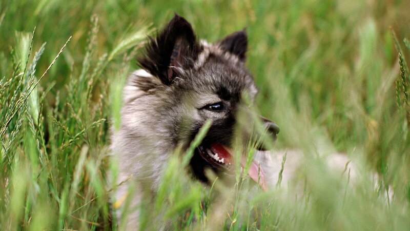 Puppy in Tall Grass