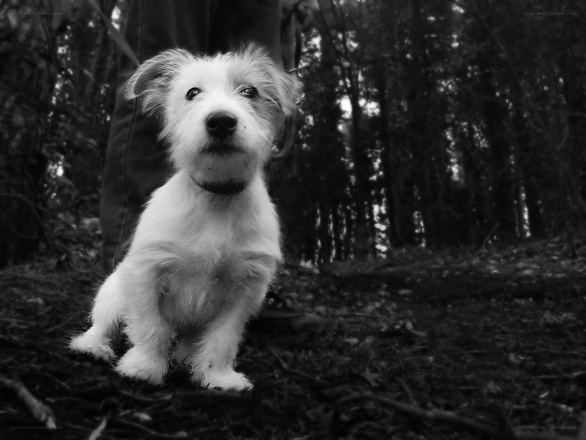 puppy in the forest