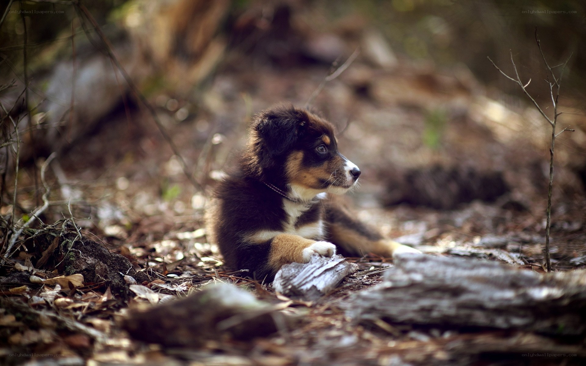 puppy in the forest