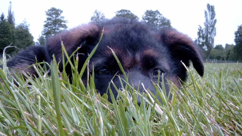 puppy in the grass