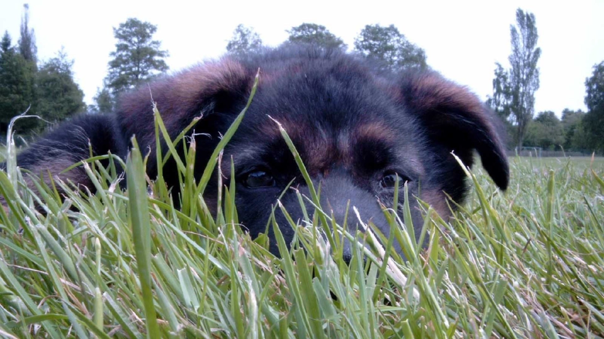 puppy in the grass