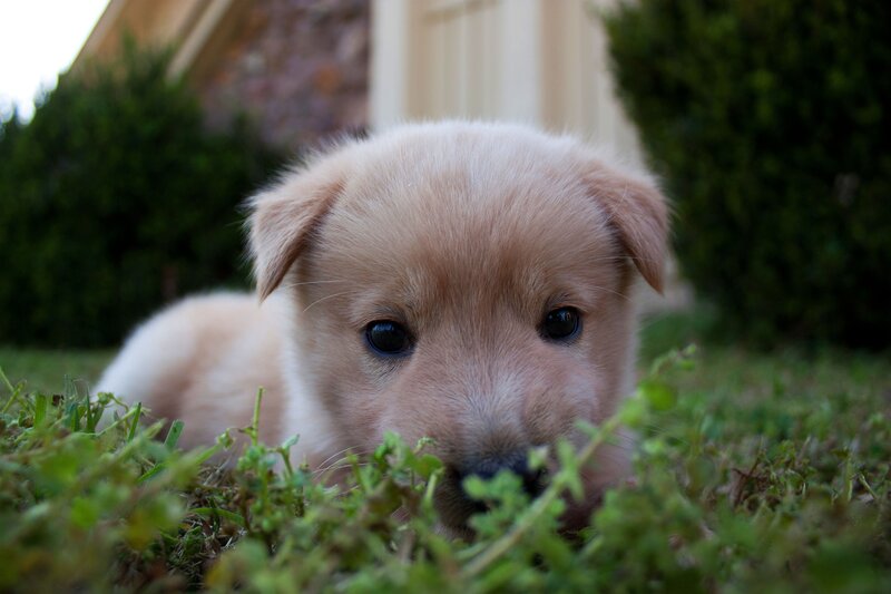 puppy in the grass